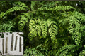 Organic Moringa oleifera Cuttings - 8-10 Inch Tropical Drumstick Tree Propagation Material