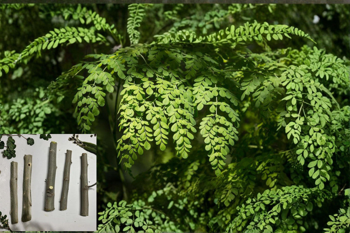 Organic Moringa oleifera Cuttings - 8-10 Inch Tropical Drumstick Tree Propagation Material