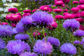 China Aster Seeds - Sea Star Mix Powder Puff Flower Seeds Callistephus chinensis for Garden, Borders, Containers