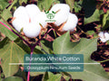 White Cotton Seeds, Non-GMO, High-Density, Buranda Variety, for Home & Commercial Cultivation
