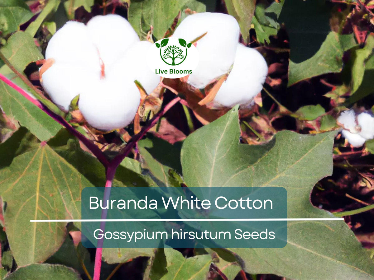 White Cotton Seeds, Non-GMO, High-Density, Buranda Variety, for Home & Commercial Cultivation
