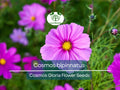 Cosmos Gloria Seeds 1 Gram Vibrant Annual Flower for Gardens, Pollinator Habitat, Landscaping | Cosmos bipinnatus