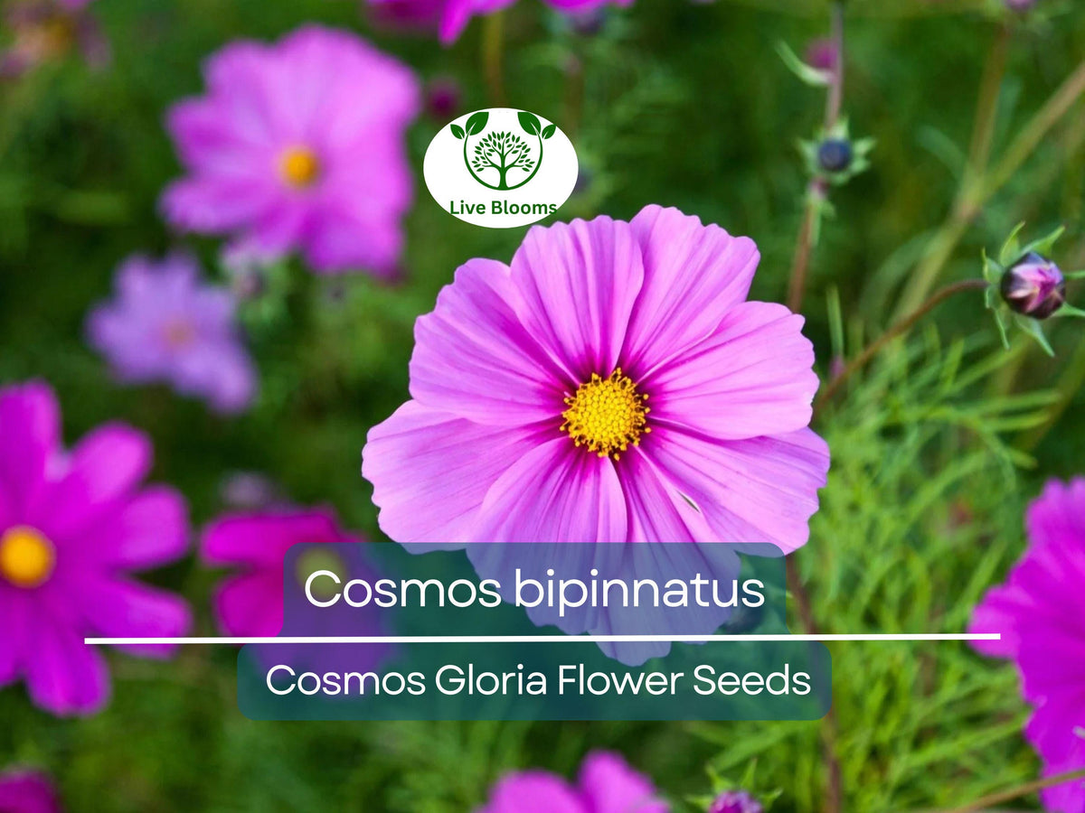 Cosmos Gloria Seeds 1 Gram Vibrant Annual Flower for Gardens, Pollinator Habitat, Landscaping | Cosmos bipinnatus