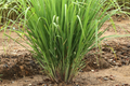 Lemongrass Stalks Plugs – Live Cymbopogon citratus Herb for Cooking & Herbal Tea – 2 Healthy Plant Starts
