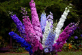 Rocket Larkspur Seeds Mix | Delphinium Ajacis Flower Seeds for Borders & Cut Flowers