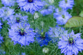 Black Cumin Seeds Nigella sativa Heirloom Culinary Herb, 8-12 Inch Tall, USDA Zones 3-9, Non-GMO