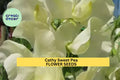 50+ White Sweet Pea Seeds | Fragrant Climbing Vines for Gardens & Bouquets | Lathyrus odoratus
