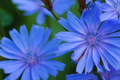 Chicory Wildflower Seeds - Electric Blue Flowers - Cichorium Intybus - Garden Planting, Pollinator Attracting, Perennial Seeds