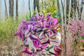 Tradescantia Nanouk Unrooted Cuttings 3-4" Pink Variegated Houseplant, Trailing Foliage, Indoor Plant, Perennial