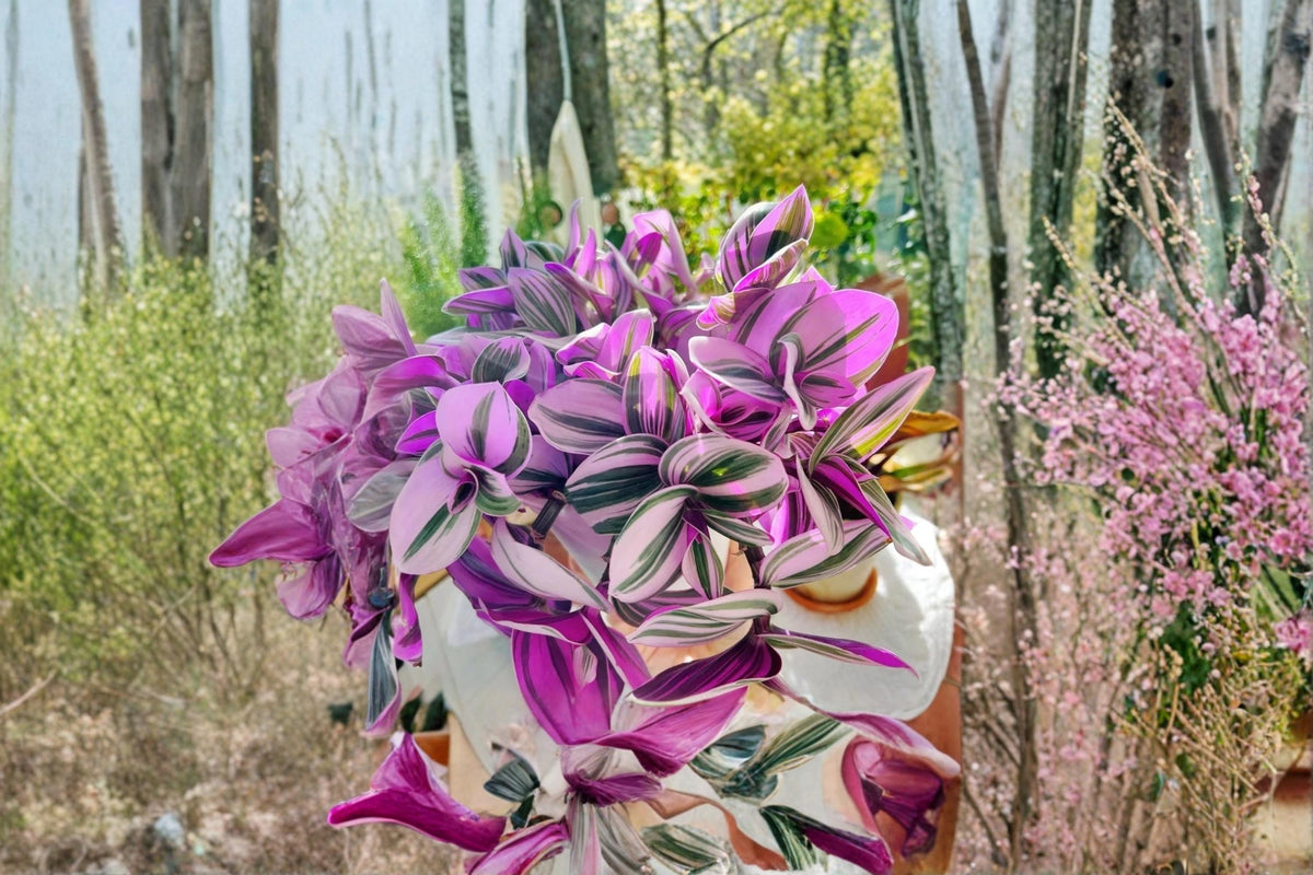 Tradescantia Nanouk Unrooted Cuttings 3-4" Pink Variegated Houseplant, Trailing Foliage, Indoor Plant, Perennial