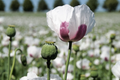 Organic Tasmanian Papaver Somniferum Poppy Seeds - 20,000 Stratified Seeds for Planting, Garden, Flowering, Pollinator Attractant