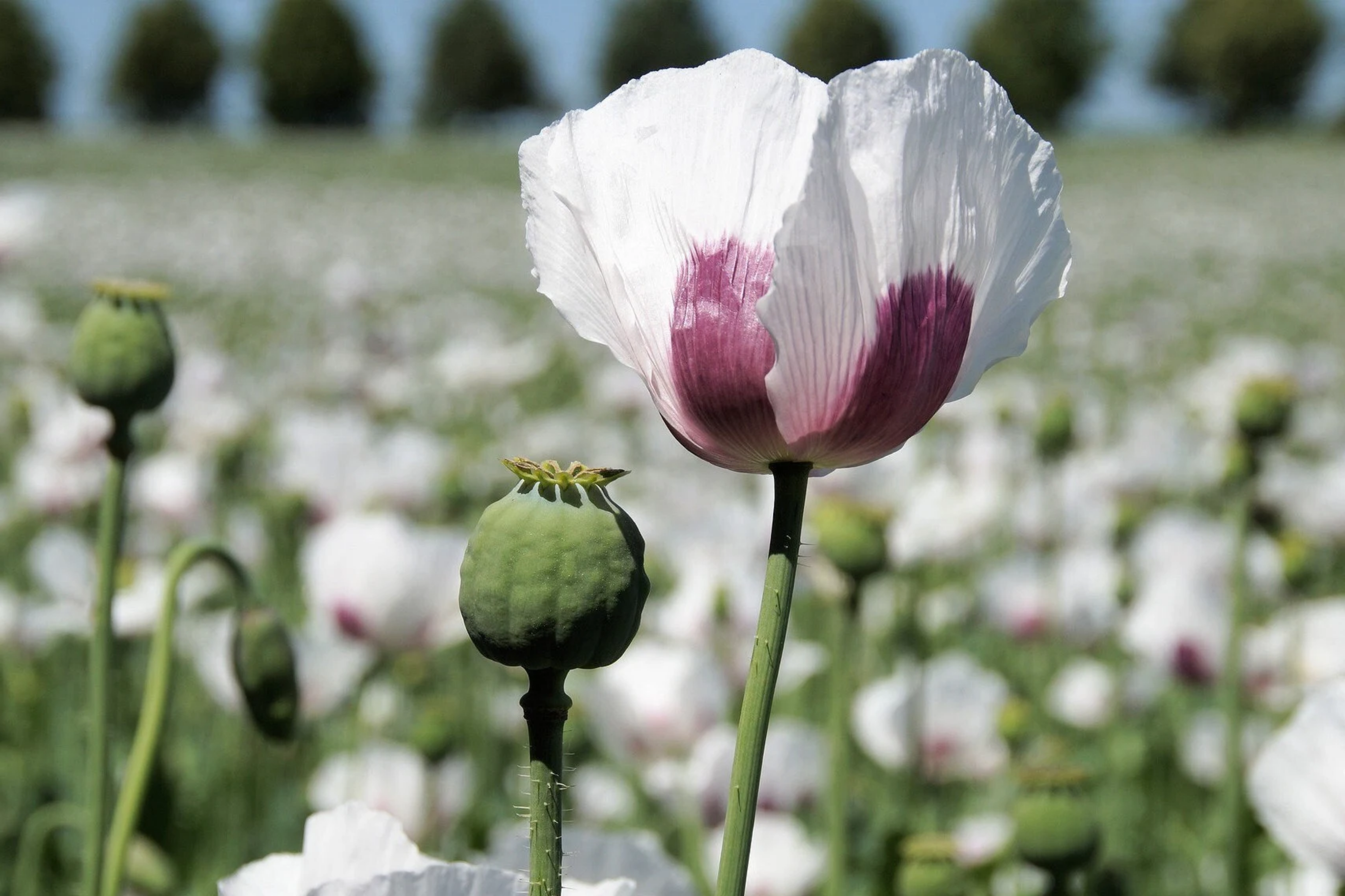Organic Tasmanian Papaver Somniferum Poppy Seeds - 20,000 Stratified Seeds for Planting, Garden, Flowering, Pollinator Attractant