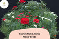 100+ Scarlet Flame Zinnia Seeds – Bright Red Blooms, Zinnia elegans, Garden, Borders & Cut Flowers, Pollinator-Friendly