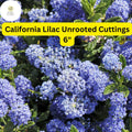 Ceanothus ‘California Lilac’ Live Cuttings – 3 Unrooted 6" Blue Flowering Shrubs for Pollinator Gardens