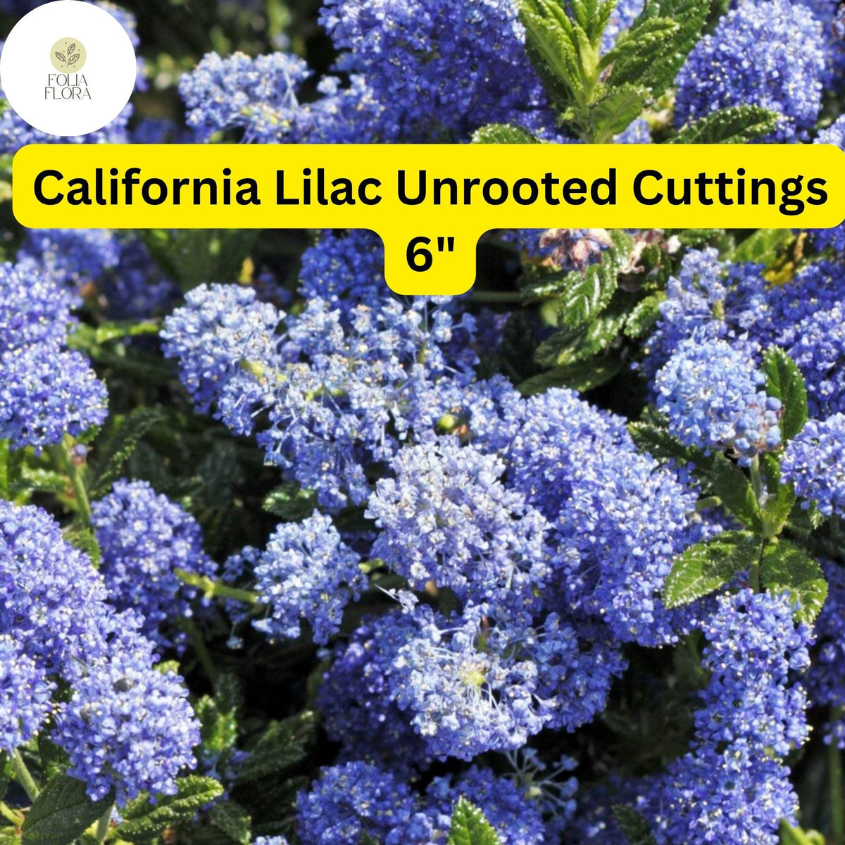 Ceanothus ‘California Lilac’ Live Cuttings – 3 Unrooted 6" Blue Flowering Shrubs for Pollinator Gardens