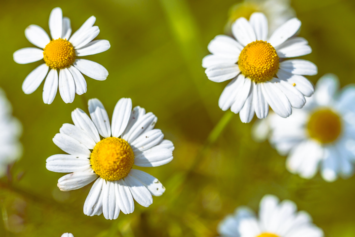Roman Chamomile Seeds - Anthemis Nobilis - Ground Cover Herb for Gardens, Aromatic, Drought Tolerant, Easy to Grow