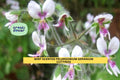 Mint-Scented Fuzzy Geranium Cuttings – 3 Unrooted Pelargonium Stemlets for Pots, Borders, Herb Gardens