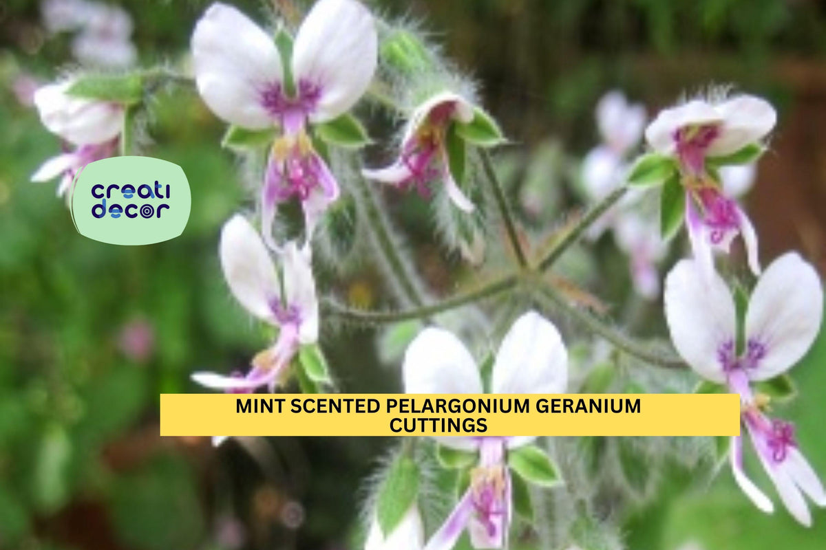 Mint-Scented Fuzzy Geranium Cuttings – 3 Unrooted Pelargonium Stemlets for Pots, Borders, Herb Gardens