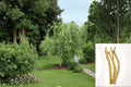 Corkscrew Willow Cuttings 25 Pack, Salix matsudana ‘Tortuosa’, Twisted Branches, Ornamental Deciduous Tree Propagation