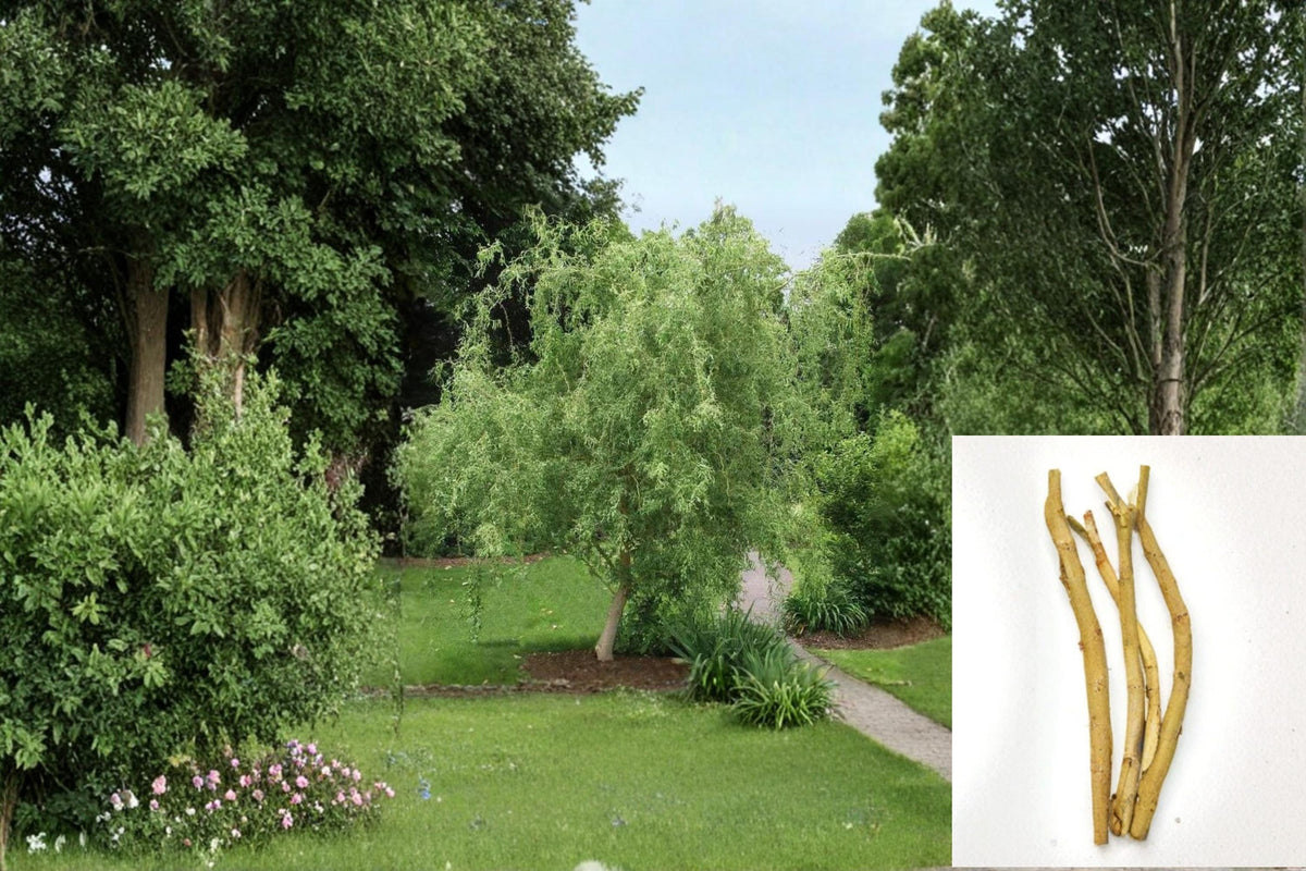 Corkscrew Willow Cuttings 25 Pack, Salix matsudana ‘Tortuosa’, Twisted Branches, Ornamental Deciduous Tree Propagation