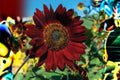 Velvet Queen Sunflower Seeds – Deep Red Annual Helianthus annuus for Garden Borders & Pollinator Gardens