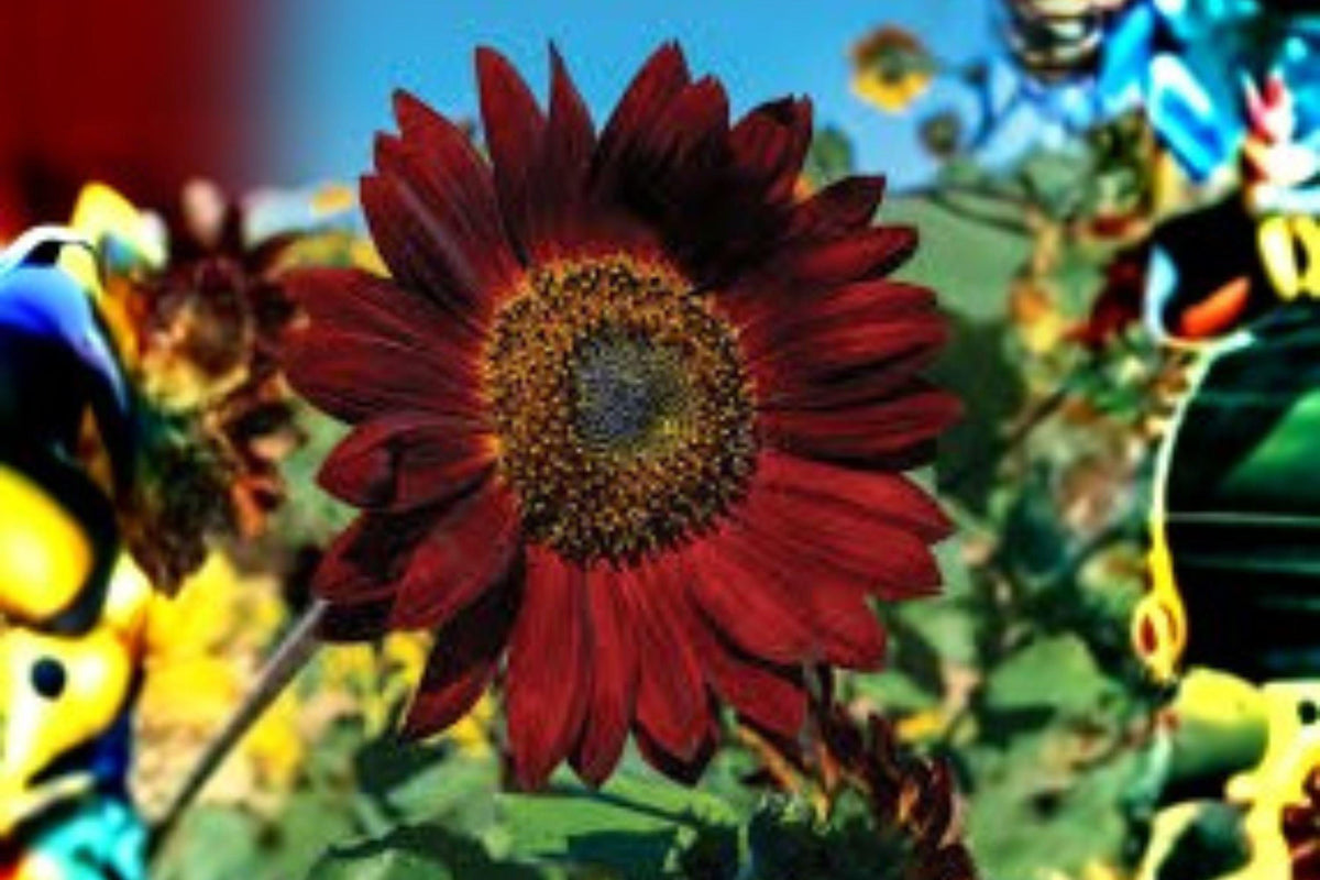 Velvet Queen Sunflower Seeds – Deep Red Annual Helianthus annuus for Garden Borders & Pollinator Gardens