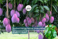 Grafted Palmer Mango Tree (Mangifera) 3-4 ft | Tropical Fruit Tree with Large Juicy Purple Mangoes