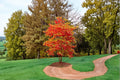 Sourwood Tree Live Plants – 1-2 ft Tall, Native Flowering Tree, Oxydendrum arboreum, Ornamental Landscape Tree