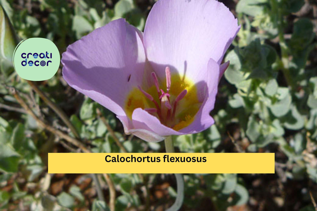 Calochortus flexuosus Seeds – Desert Mariposa Lily, Native Wildflower, Drought-Tolerant, Pink Blooms, Rare Perennial Bulb, Southwest U.S.