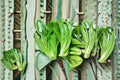 Asparagus Lettuce Seeds – New Yu Mai, Asian Stem Vegetable, Lactuca sativa var. asparagina, Non-GMO, 200 Seeds