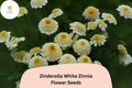 Zinnia Seeds – Zinderella White Double Blooms – Non-GMO Annual Flowers for Garden & Bouquets – Zinnia elegans