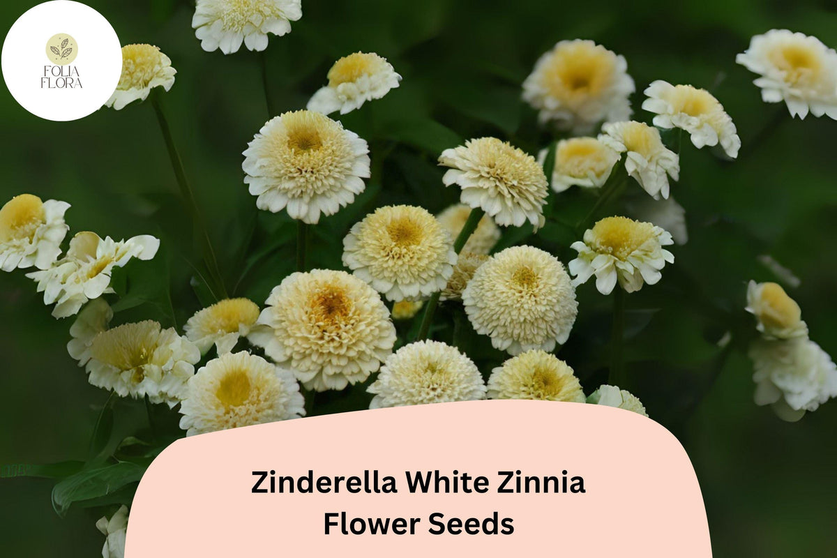 Zinnia Seeds – Zinderella White Double Blooms – Non-GMO Annual Flowers for Garden & Bouquets – Zinnia elegans