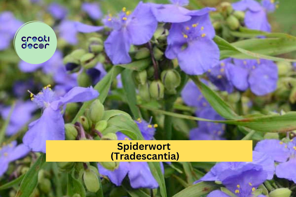 Spiderwort Bare Root Plants – 10 Perennials, Tradescantia spp., Blue-Purple Blooms, Easy Care for Shade & Sun Gardens