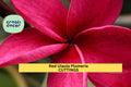 Hawaiian Red Ula‘ula Plumeria Cutting – 8" Frangipani Stem, Tropical Fragrant Flower, Plumeria rubra for Pots & Gardens