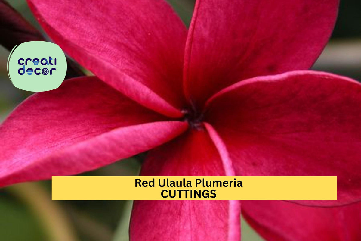 Hawaiian Red Ula‘ula Plumeria Cutting – 8" Frangipani Stem, Tropical Fragrant Flower, Plumeria rubra for Pots & Gardens