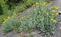 Senecio atratus Seeds – Tall Blacktip Ragwort, Native Perennial Wildflower, Pollinator-Friendly Plant, 100 Seeds
