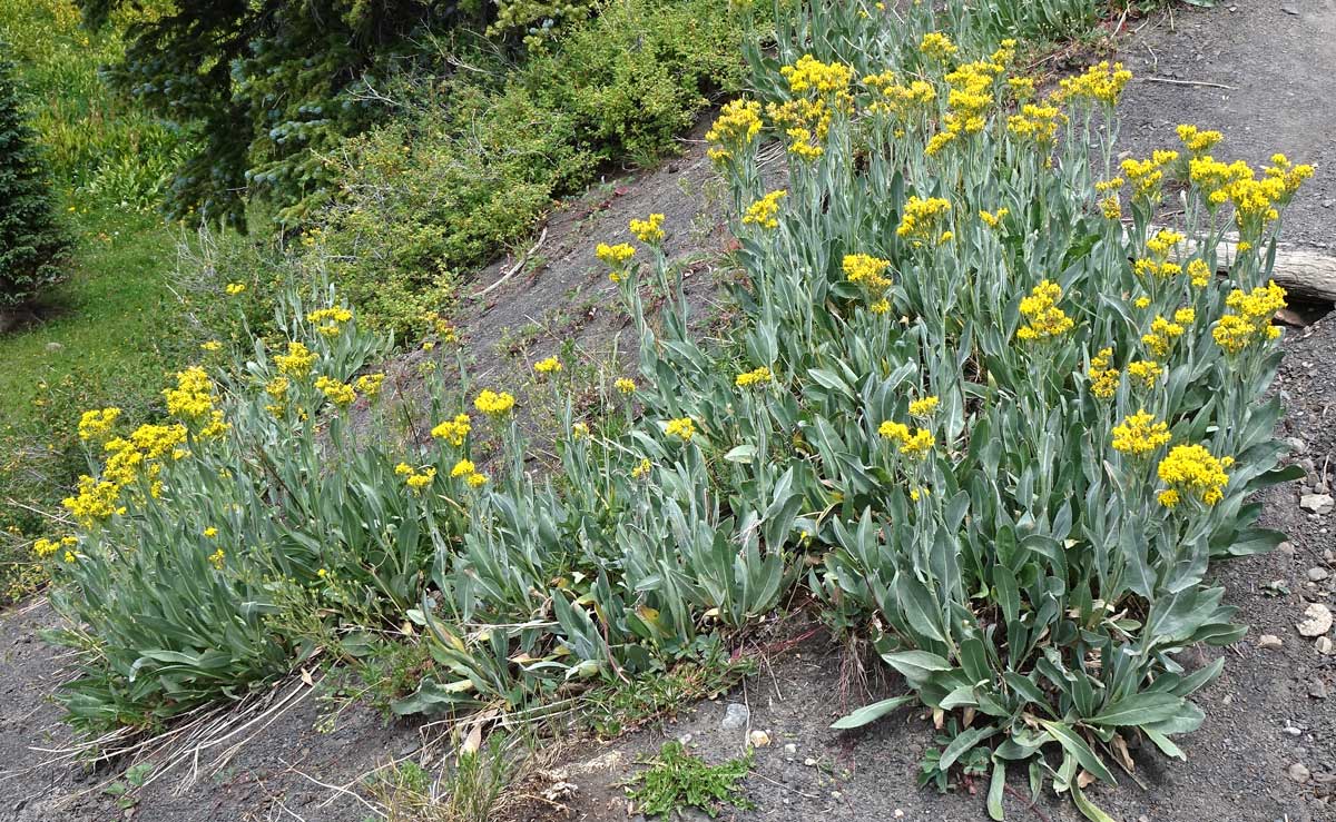 Senecio atratus Seeds – Tall Blacktip Ragwort, Native Perennial Wildflower, Pollinator-Friendly Plant, 100 Seeds