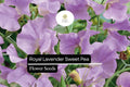 Royal Lavender Sweet Pea Flower Seeds – Fragrant Lavender Purple Blooms, Climbing Annual for Gardens & Bouquets, Lathyrus odoratus