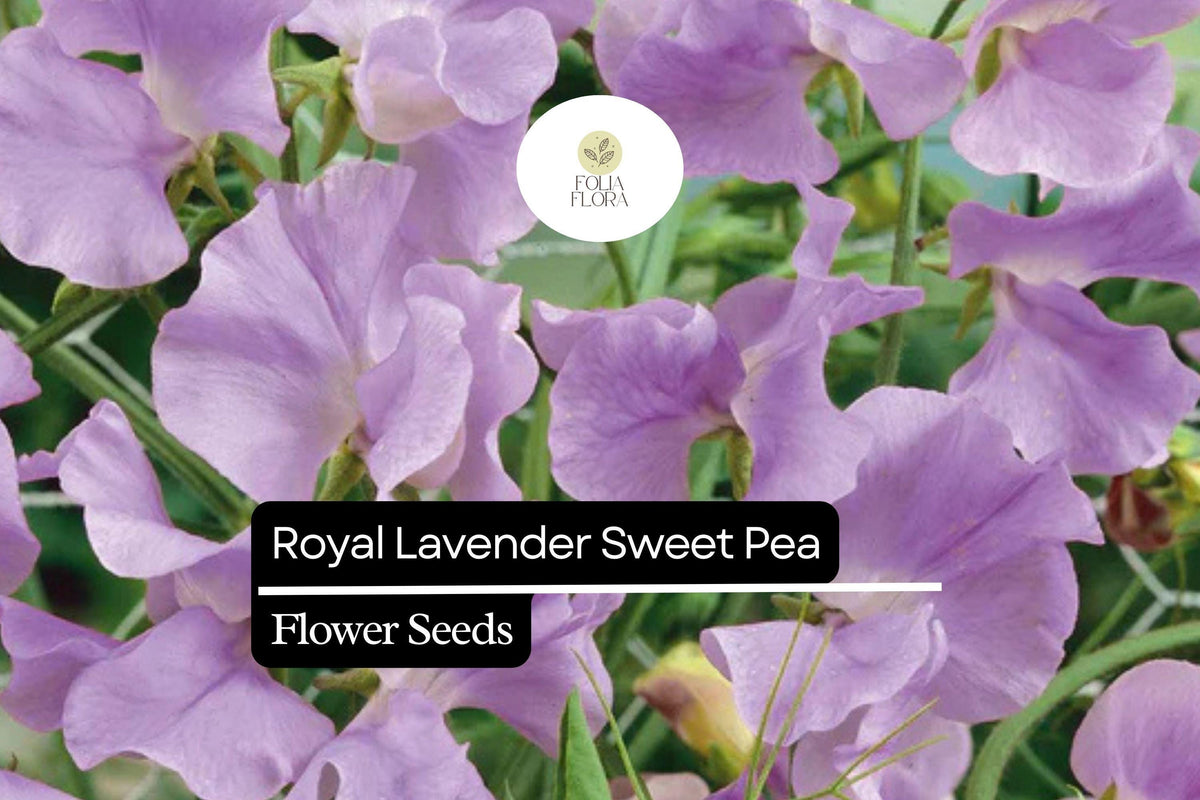 Royal Lavender Sweet Pea Flower Seeds – Fragrant Lavender Purple Blooms, Climbing Annual for Gardens & Bouquets, Lathyrus odoratus