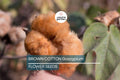 50 Brown Cotton Seeds – Heirloom Gossypium, Non-GMO, Organic Fiber Plants for Sustainable Gardening & Crafting