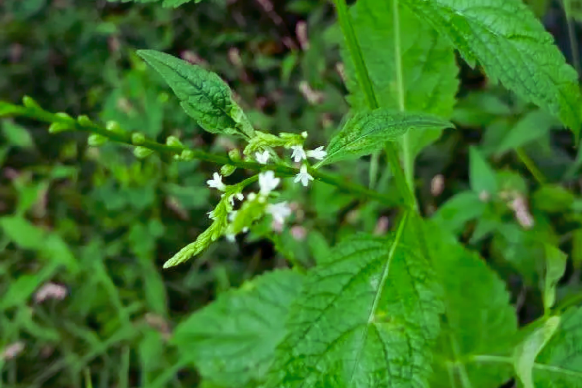 White Vervain Seeds - 100 Pack, Verbena Urticifolia, White Flower Seeds for Garden, Attracts Pollinators, Easy to Grow