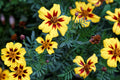 Dainty Marietta Dwarf Marigold Seeds | Tagetes patula | Yellow & Red Blooms | Pest Repellent | USDA Zones 1-10