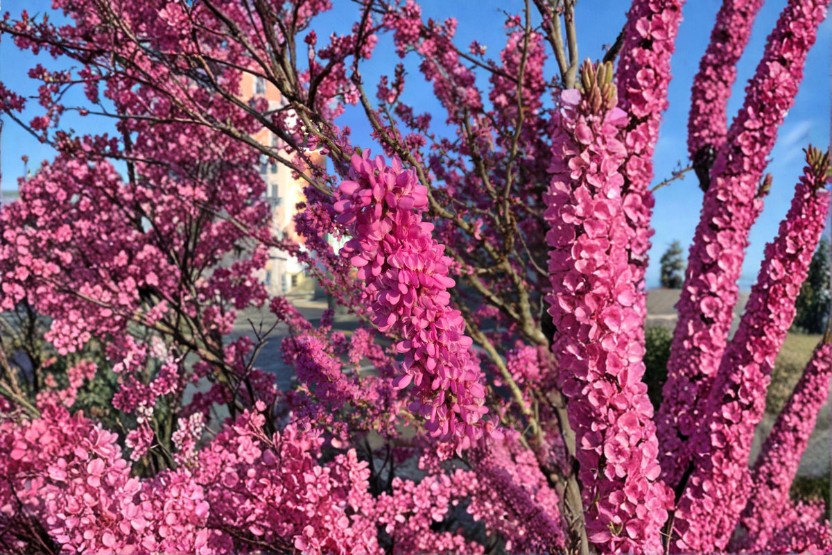 Cercis chinensis Chinese Redbud Tree Seeds – Ornamental Flowering Tree with Pink Blooms for Landscape & Garden