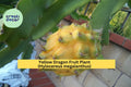 Yellow Dragon Fruit Plant Live Rooted Palora Variety – Tropical Cactus Vine for Patio or Greenhouse