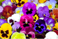 Swiss Giants Pansy Seeds - Pensee Mix Viola Wittrockiana Colorful Flower Seeds for Garden Planting