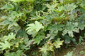 Fatsia Spider's Web Live Plants – 2 Rooted Variegated Fatsia Japonica in 1 Qt Pots for Shade Gardens & Containers