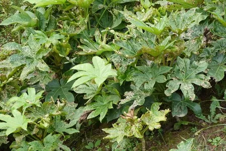 Fatsia Spider's Web Live Plants – 2 Rooted Variegated Fatsia Japonica in 1 Qt Pots for Shade Gardens & Containers