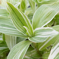 Tradescantia fluminensis ‘Variegata’ Cuttings – Cream & Green Unrooted Stems for Indoor & Outdoor Trailing Vine or Container Plant
