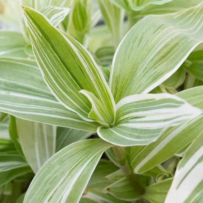 Tradescantia fluminensis ‘Variegata’ Cuttings – Cream & Green Unrooted Stems for Indoor & Outdoor Trailing Vine or Container Plant