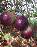 4 Star Apple Tree Cuttings | Chrysophyllum cainito | Unrooted 5–6" Grafting Wood | Tropical Caimito Fruit Tree